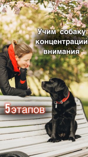 Как научить собаку 
концентрироваться на владельце? 
• 5 этапов •