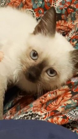#милота #кот