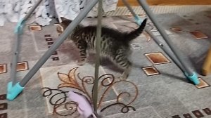 Котенок Мурзик за игрой с рыбкой. TopicRu