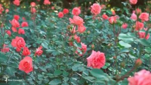 ✫Мантра для открытия всех дорог★Мантра БЛАГОСЛОВЕНИЯ✫