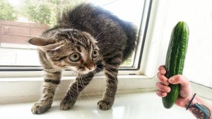 СМЕШНЫЕ КОТЫ 2025 ЛУЧШИЕ ПРИКОЛЫ С КОТАМИ, КОШКИ, КОТИКИ, СОБАЧКИ, СМЕШНОЕ ВИДЕО