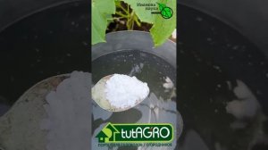 ОГУРЦЫ ПЛОДЯТ БЕЗ ОСТАНОВКИ. Подкормите так огурцы и не увидите ни одной жёлтой завязи.