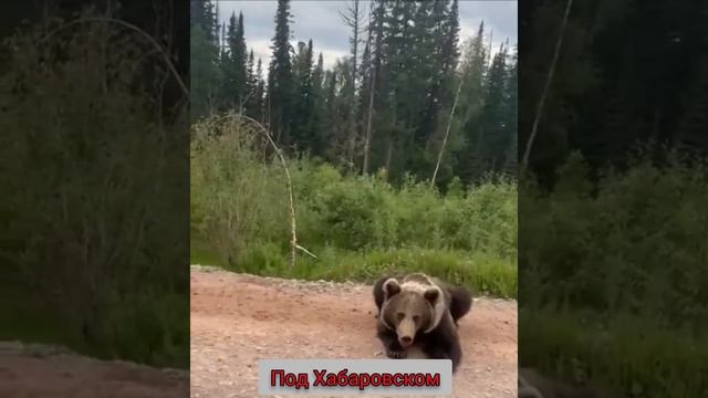 НЕЛЬЗЯ ТАК С МЕДВЕДЕМ ⚠️ встреча с косолапым # чуть не съел