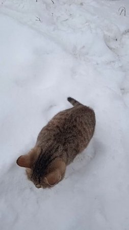котик по снегу