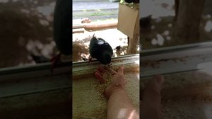 мои любимые птички!