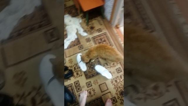 Мой любимый кот