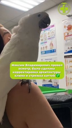 Попугай в ветклинике
