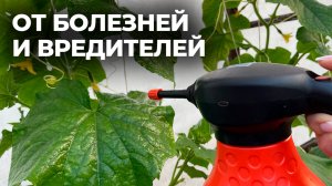 ОГУРЦЫ ВСЕГДА ОБИЛЬНО ПЛОДОНОСЯТ при таком уходе!