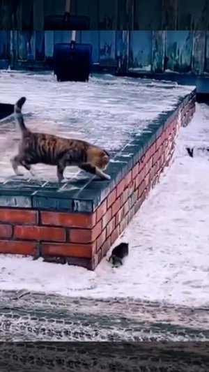 Приколы животные и не только