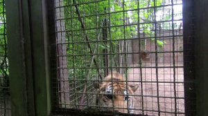 Лайф невидимка