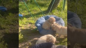 Щенки Золотистого ретривера