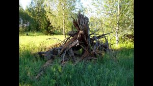 Цветок троллей