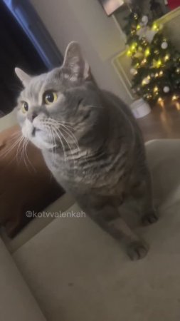 Осознание неизбежности  #котики #котвваленках