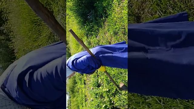 Прополка огорода в Потеряевке 04.07.2025