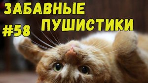 Я РЖАЛ ДО СЛЕЗ 😹 СМЕШНЫЕ КОШКИ И СОБАКИ  СМЕШНЫЕ ЖИВОТНЫЕ 2025 😹 ЛУЧШИЕ ПРИКОЛЫ #58