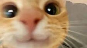 🐈 Видео смешных котов и котят для хорошего настроения! 😻 хахахахахаха
