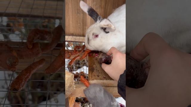 У нас появились кролики!!!  И это интересней, чем курицы. Они пушистые и милые ☺️