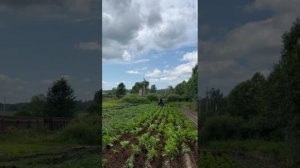 3-е, Окучивание картофеля в Подмосковье на минитрактор Рустрак Р-21.