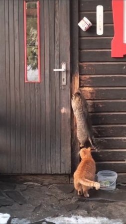 Банда пушистых берет дом