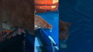 Приколы животные и не только