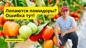 Помидоры трескаются прямо на грядке Делаете одну ошибку!