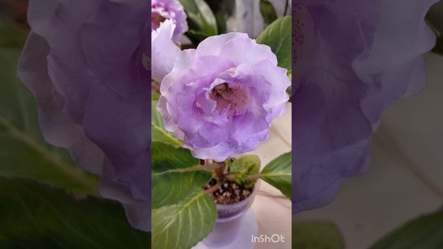 девочки посмотрите на эту красоту 🤗🤗🤗