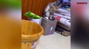 СМЕШНЫЕ ПРИКОЛЫ! Приколы с животными ОТБОРНЫЙ ЮМОР!