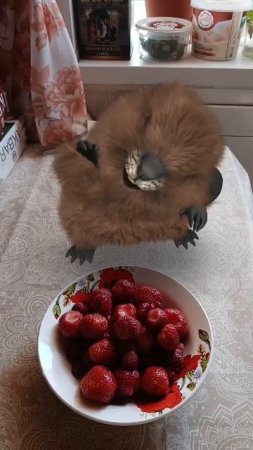 Клубника 🍓 бомба и очень вкусно 😋👍#клубника #ягода #топ