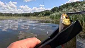Красноперка и плотва.Мормышинг.