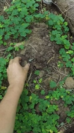Я такое еще не находил #metaldetecting #коп #tiktok #shorts #shortvideo