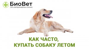 Как часто купать собаку летом
