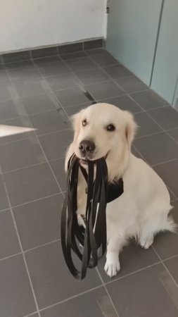 С днем собак ;-)