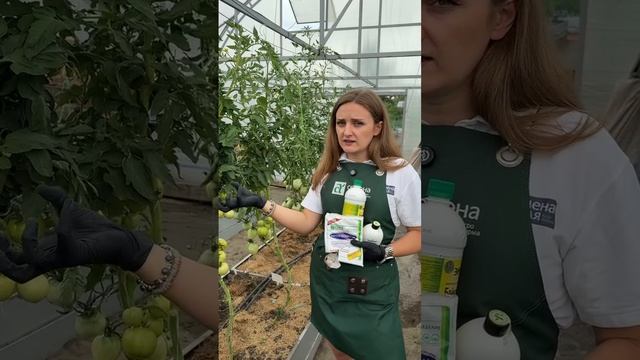 ЧЕМ СПАСТИ РАСТЕНИЯ ОТ ФИТОФТОРЫ