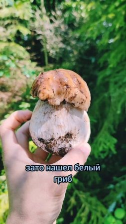 Нашёл белый гриб на природе в лесу #природа #лес #лето