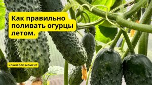 От правильного полива огурцы намного лучше плодоносят!