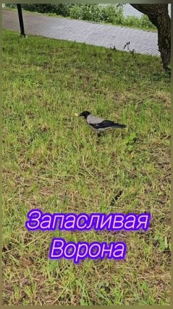 Запасливая ворона