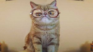 ПРИКОЛЫ С ЖИВОТНЫМИ ДО СЛЕЗ 2025 Смешные КОТЫ И СОБАКИ Приколы