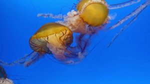 🐙 Звуки мира для релаксации | Океанская безмятежность и медузы