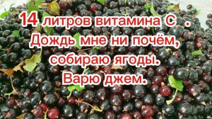 04-07-202514 литров витамина С.Дождь мне ни почём,собираю ягоды.Варю джем.