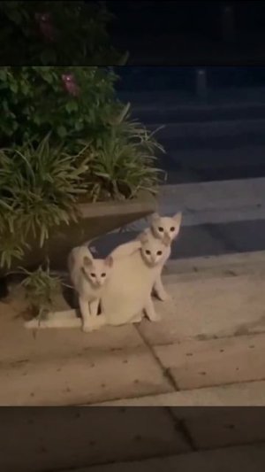 Накопипастили