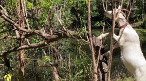 Khalid - Young Dumb & Brokee