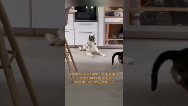 Смешные животные!)