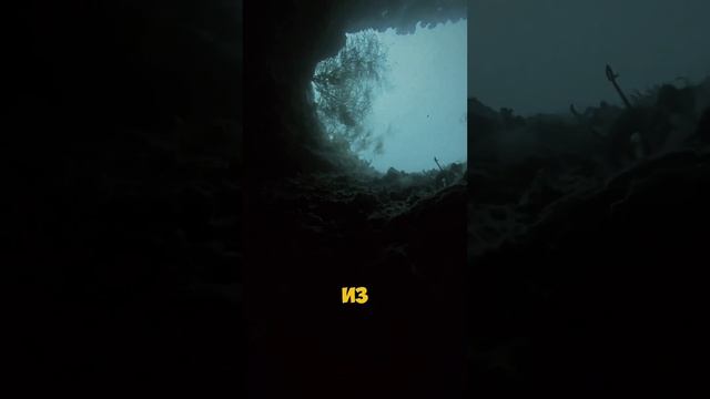 НА ДНЕ БАЙКАЛА ЕСТЬ ЖИЗНЬ? 🤯