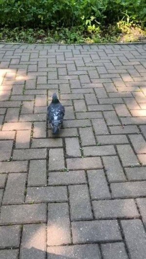 Голубь пришел