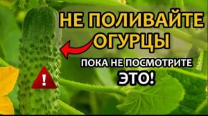 Если ваши огурцы🥒 не плодоносит, вот что нужно сделать