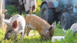 Mehemmed Cavadov - Turanım