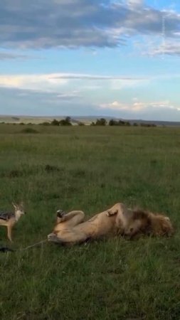 Это самый смелый чепрачный шакал на планете #shorts