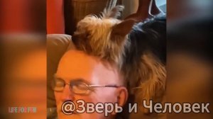 Дикий смех: звери и люди без тормозов! 😂 [Выпуск №6]