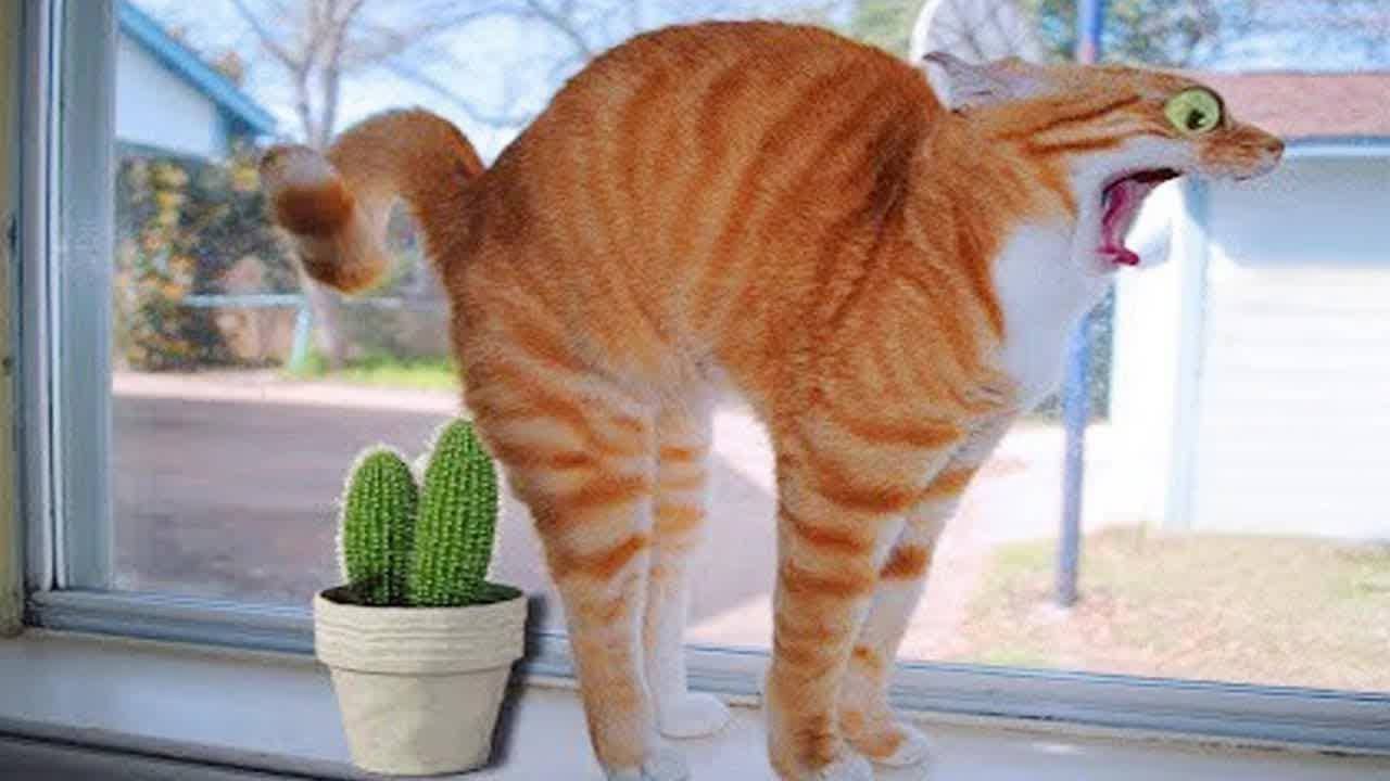 ПРИКОЛЫ С ЖИВОТНЫМИ ДО СЛЕЗ #89 Смешные КОТЫ И СОБАКИ  Приколы
