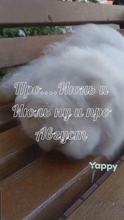 #котики #кошка #киса #домашниеживотные #кошки #пес #собакадругчеловека #собака #собаки #щенок #мимим
